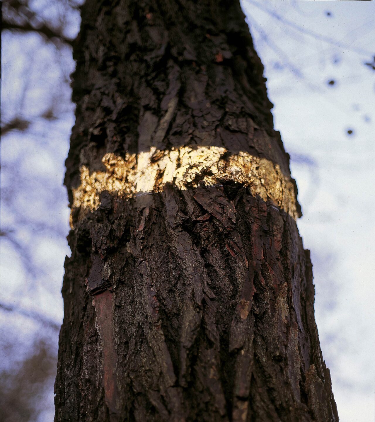 Lähikuva puusta, jonka kaarnassa on kultainen raita.