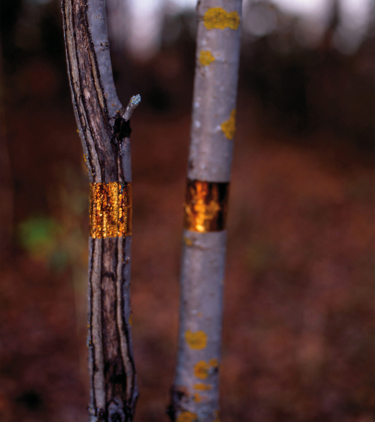 Kaksi ohuempaa puuta joissa on kultaiset raidat.